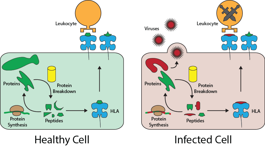 HLA continue to function in both healthy and infected cells to outwardly display a cell’s inner contents