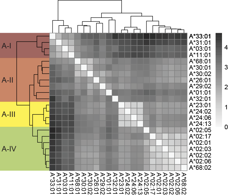 Heatmap and accompanying dendrograms showing the unified Wasserstein metric across all HLA-A.
